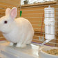 250ml No-Drip Hamster Water Dispenser Hanging Water Feeder Leak-Proof Pet Drinker Small Animal Waterer For Guinea Pig Rat